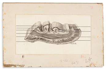 Grays Anatomy Illustrations, Archive, 1950s.